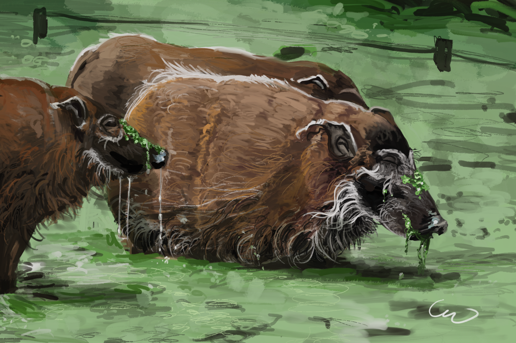 Red river hogs