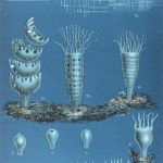 Jellyfish-Life-Cycle